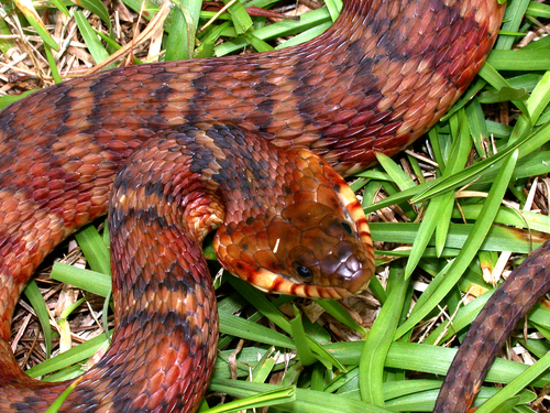 Banded water snake